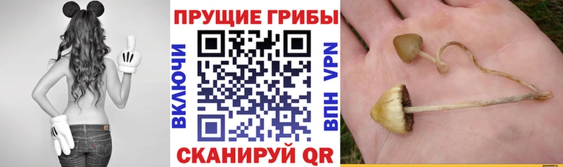 Псилоцибиновые грибы Psilocybine cubensis  Ейск 